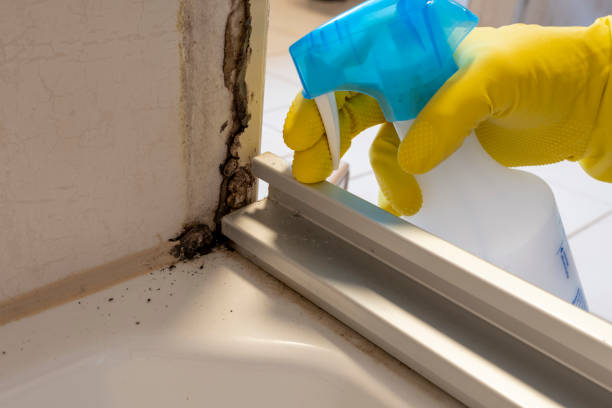 Best Mold Cleaning Services  in Natalbany, LA