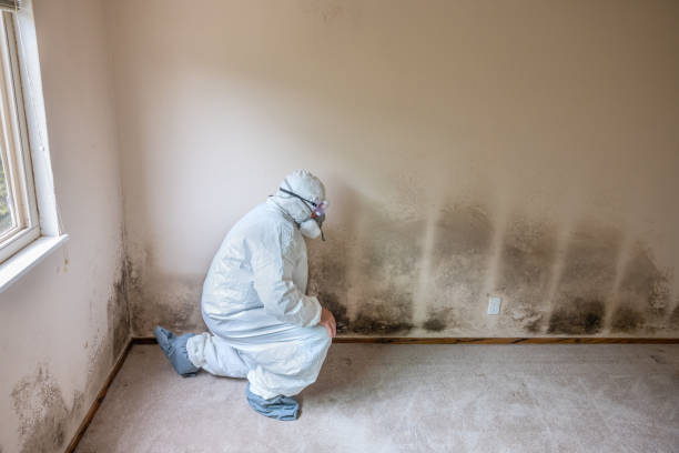 Best Toxic Mold Removal  in Natalbany, LA