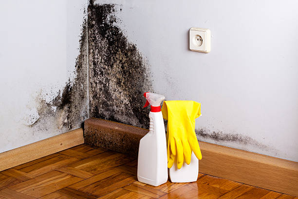 Best Fast Mold Removal  in Natalbany, LA