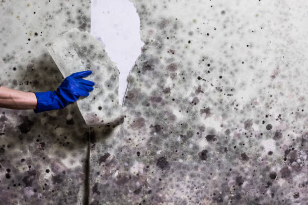 Best Mold Cleaning Services  in Natalbany, LA