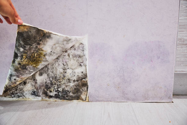 Best Certified Mold Removal  in Natalbany, LA